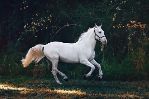 Spanish Riding School